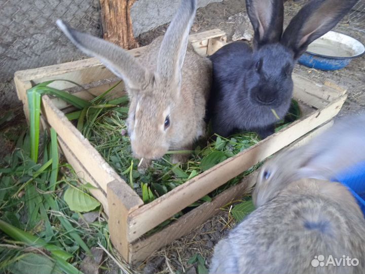 Крольчата фландр