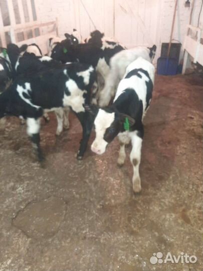 Крс на откорм, бычки