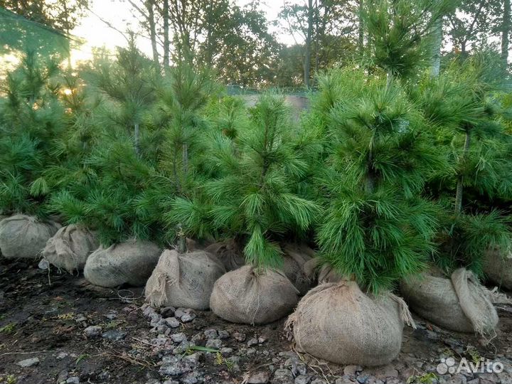 Саженцы сибирского кедра