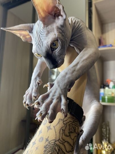 Канадский сфинкс вязка