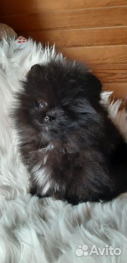 Померанский шпиц мини девочка мишка