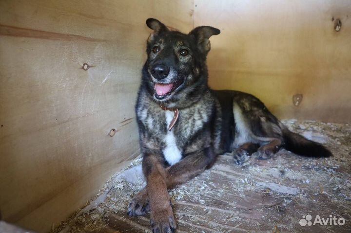 Собака в добрые руки отдам бесплатно