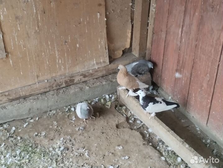 Продажа голубей