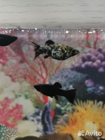 Аквариумные растения и рыбки моллинезия