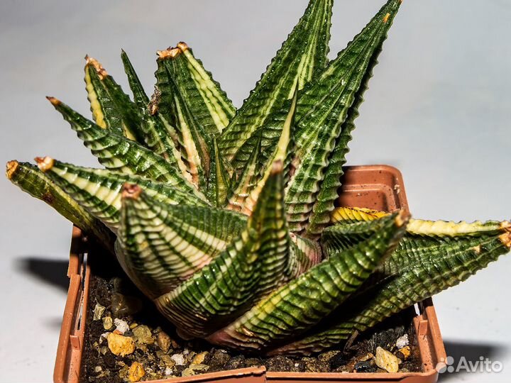 Хавортия лимифолия вариегатная