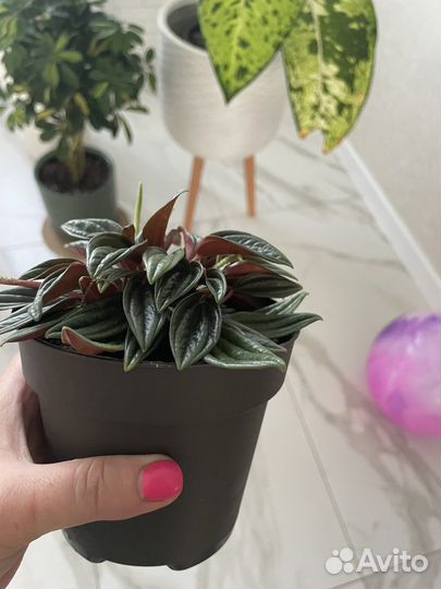 Переромия карерата Россо