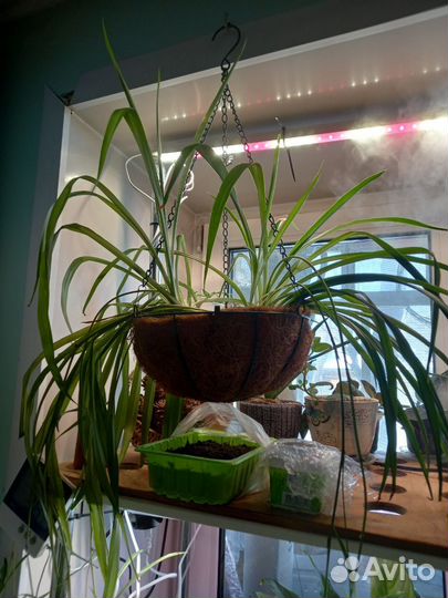 Комнатные растения цветы черенком обмен продажа
