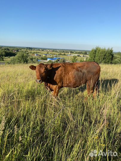 Коровы и телки