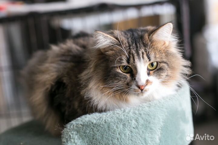 Кошка Даша
