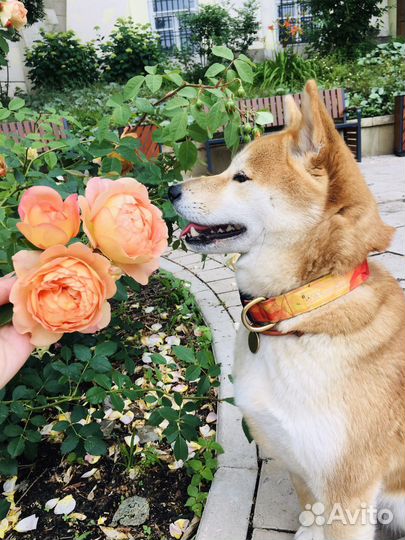 Собака сиба-ину для съемки/фотопрогулки