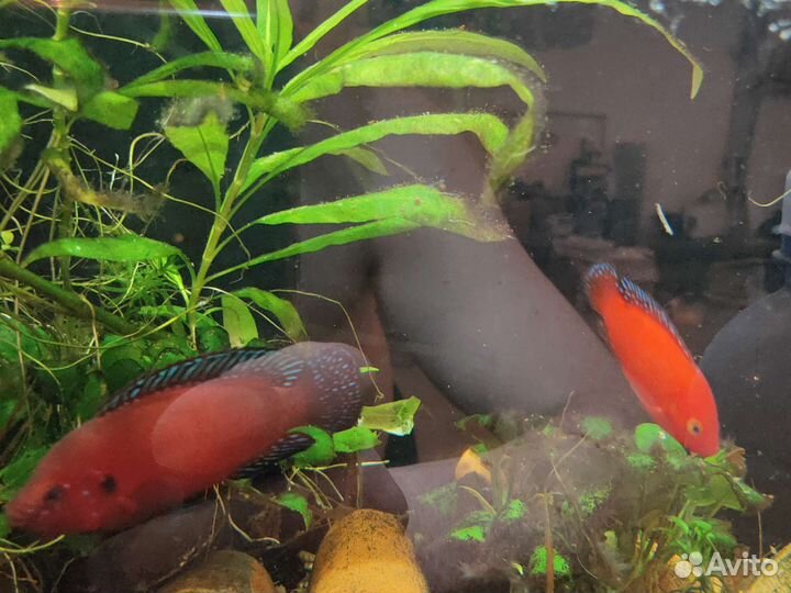 Хемихромис экcул