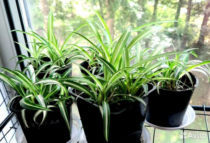 Хлорофитум хохлатый