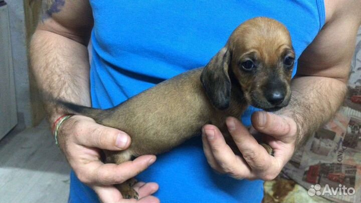 Кроличья такса