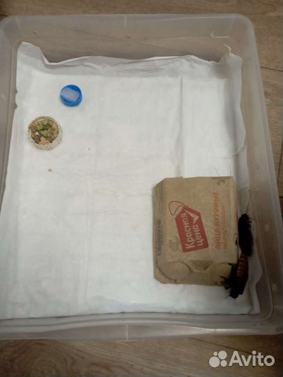 Мадагаскарские тараканы