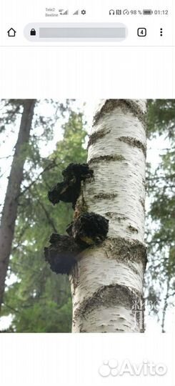 Березовый гриб чага продам