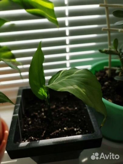 Спатифиллум (Женское счастье)