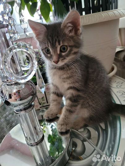 Котенок мальчик 2 месяца