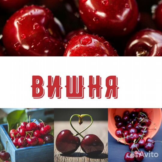Саженцы Вишня Черешня дюк