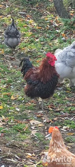Петух кучеряввй