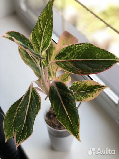 Аглаонема и другие цветы