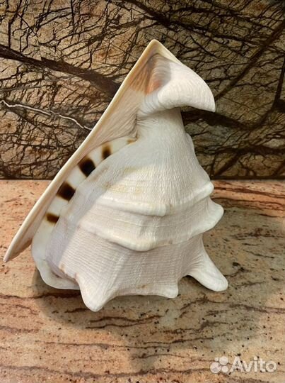 Ракушка. Огромная шикарная