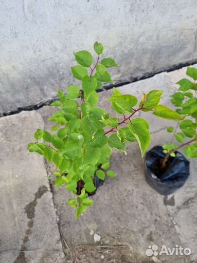 Абрикосовые деревья