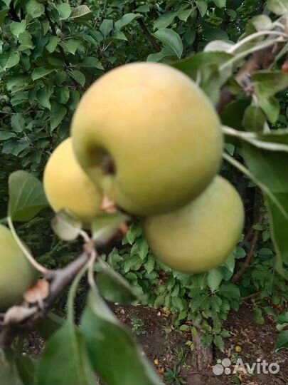 Саженцы яблонь, груш, черешни