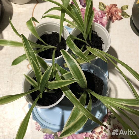 Хлорофитум