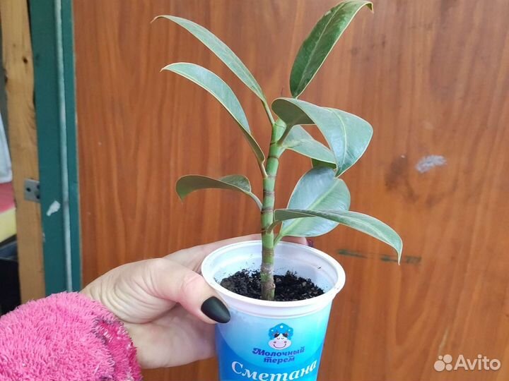 Циперус папирус