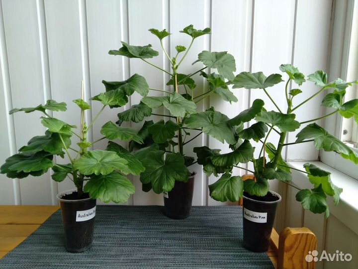 4 сорта розебудные пеларгонии