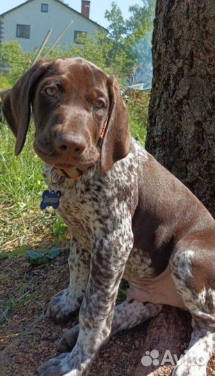 Адресник для собак и кошек