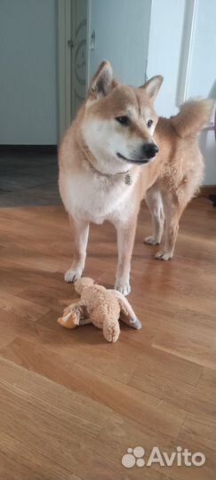 Домашняя передержка собак, груминг собак