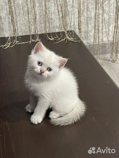 Британские котята