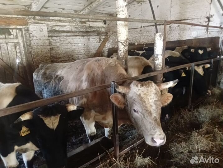 Быки на мясо живым весом