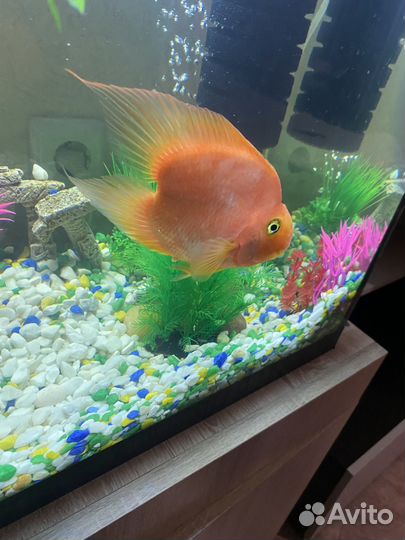 Рыбка попугай