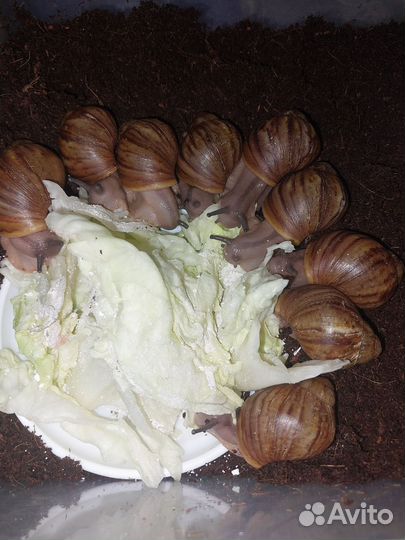 Улитки архахатины