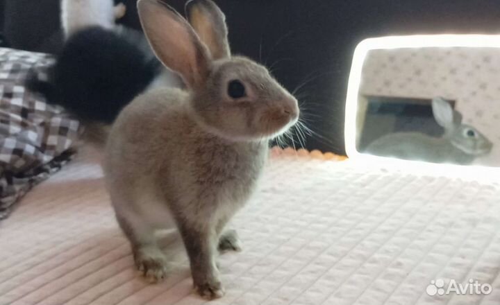 Карликовые кролики декоративные 3 месяца