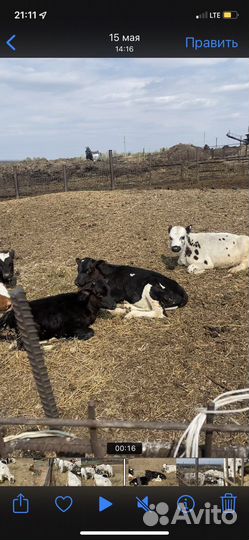 Быки и телки