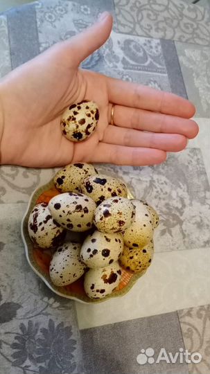 Перепелиные яйца