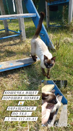 Кошечка в добрые руки