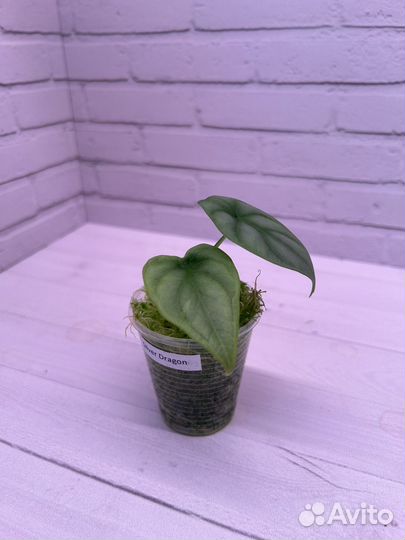 Алоказия Серебряный Дракон(Alocasia silver dragon)