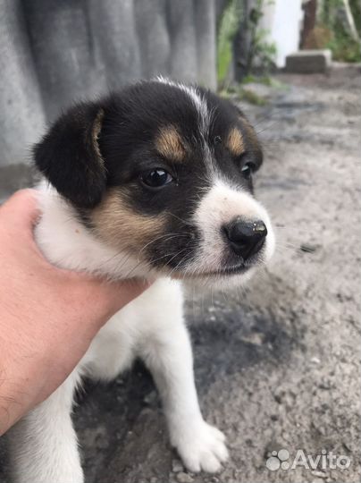 Собака в добрые руки отдам бесплатно