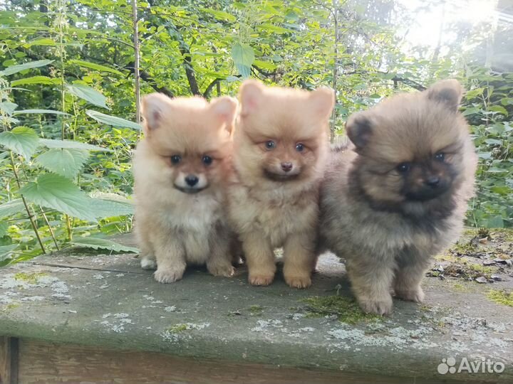 Девочки породы Шпиц Померанский