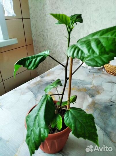 Комнатные цветы