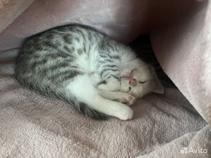 Котята в добрые руки бесплатно