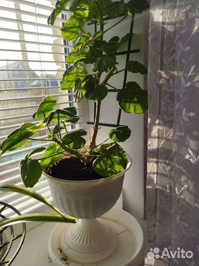 Герань красная