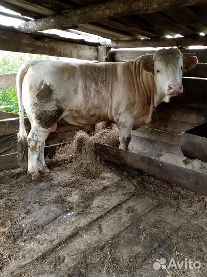 Быки на племя