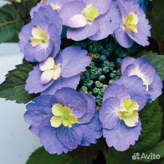 Питомник-С реализует крупнолистовые гортензии