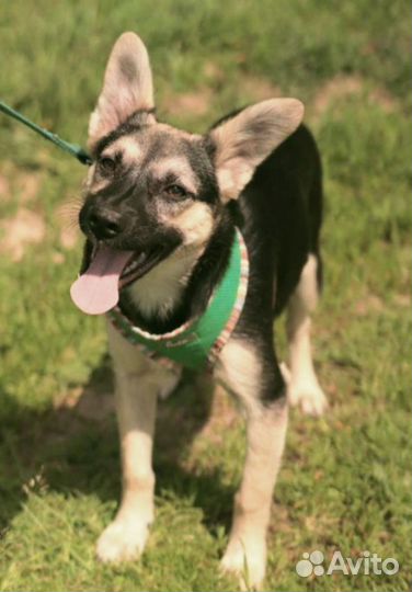 Щенки метис овчарки бесплатно