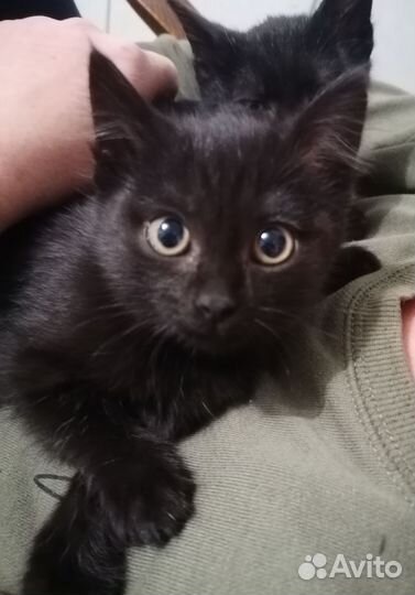 Отдам в добрые руки котят